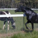 horse_farm_fence_1